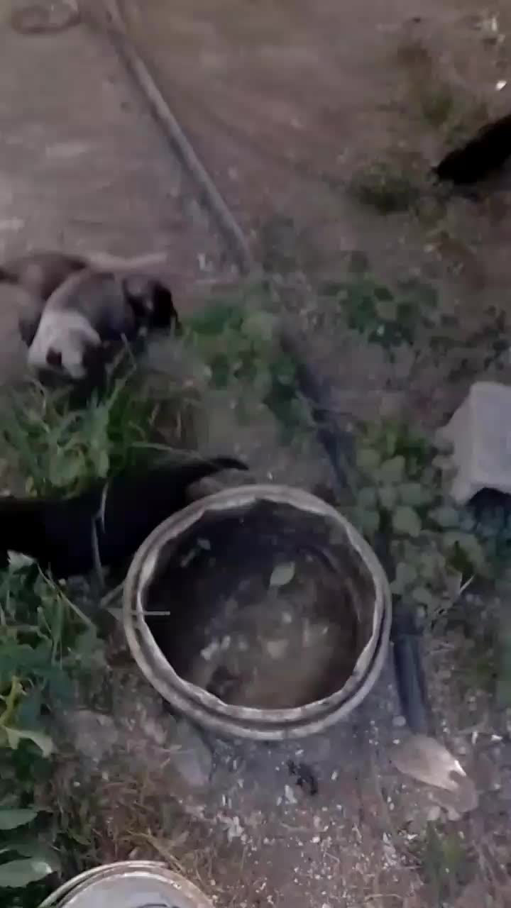 ماده پژدر|سگ|تهران, پارک شهر|دیوار