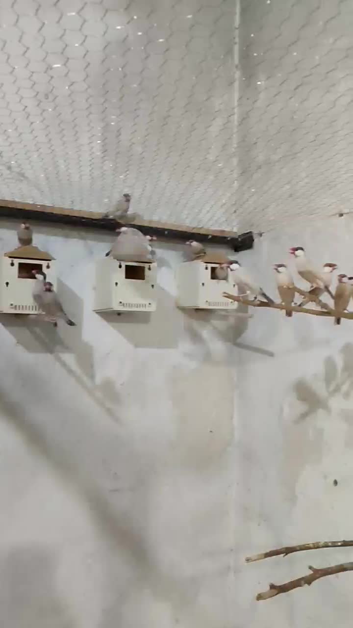 نرگسی شکلاتی|پرنده|یزد, |دیوار