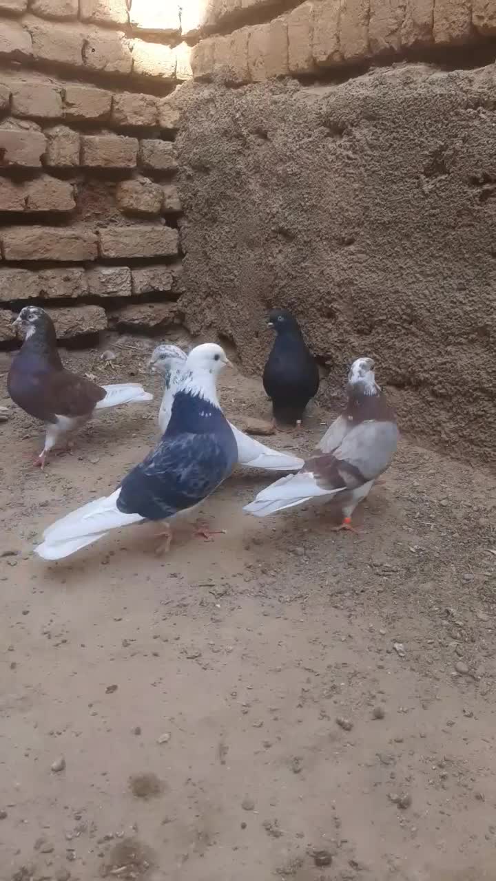 جوجه کفتر سنگین|پرنده|قم, کوه سفید|دیوار