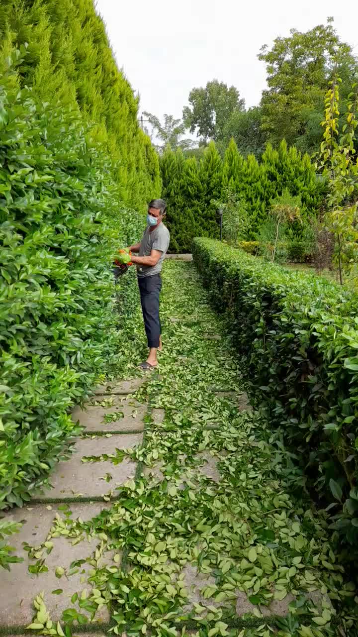 هرس و فرمدهی کاج یاس هلندی شمشاد تضمینی|خدمات باغبانی و درختکاری|رشت, سعدی (تختی)|دیوار