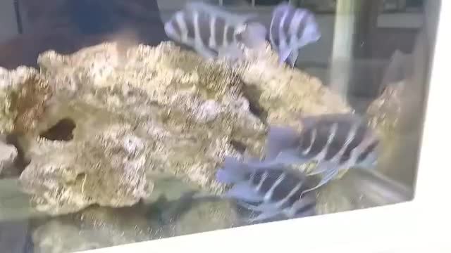 فورانتوزا|ماهی|اسلامشهر, شهرک محمدیه|دیوار