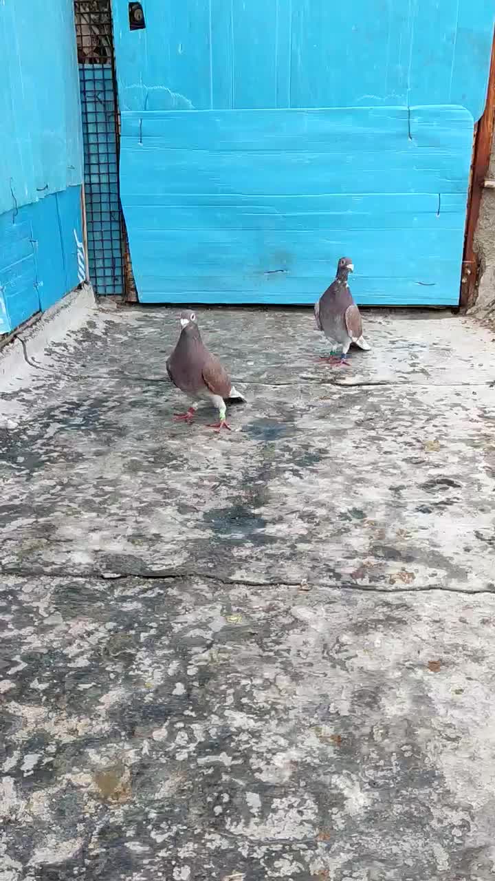 کبوتر|پرنده|برازجان, |دیوار