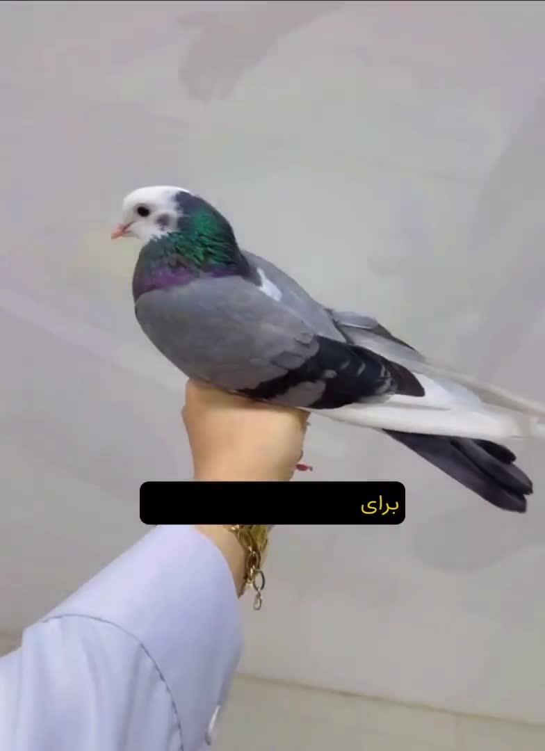 %برای‌کبوتردوستان قفس کبوتر و*دیگر مدل ها|لوازم جانبی حیوانات|آذرشهر, |دیوار