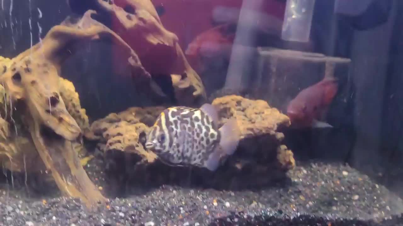 ماهی گرین اسکات|ماهی|زاهدان, |دیوار