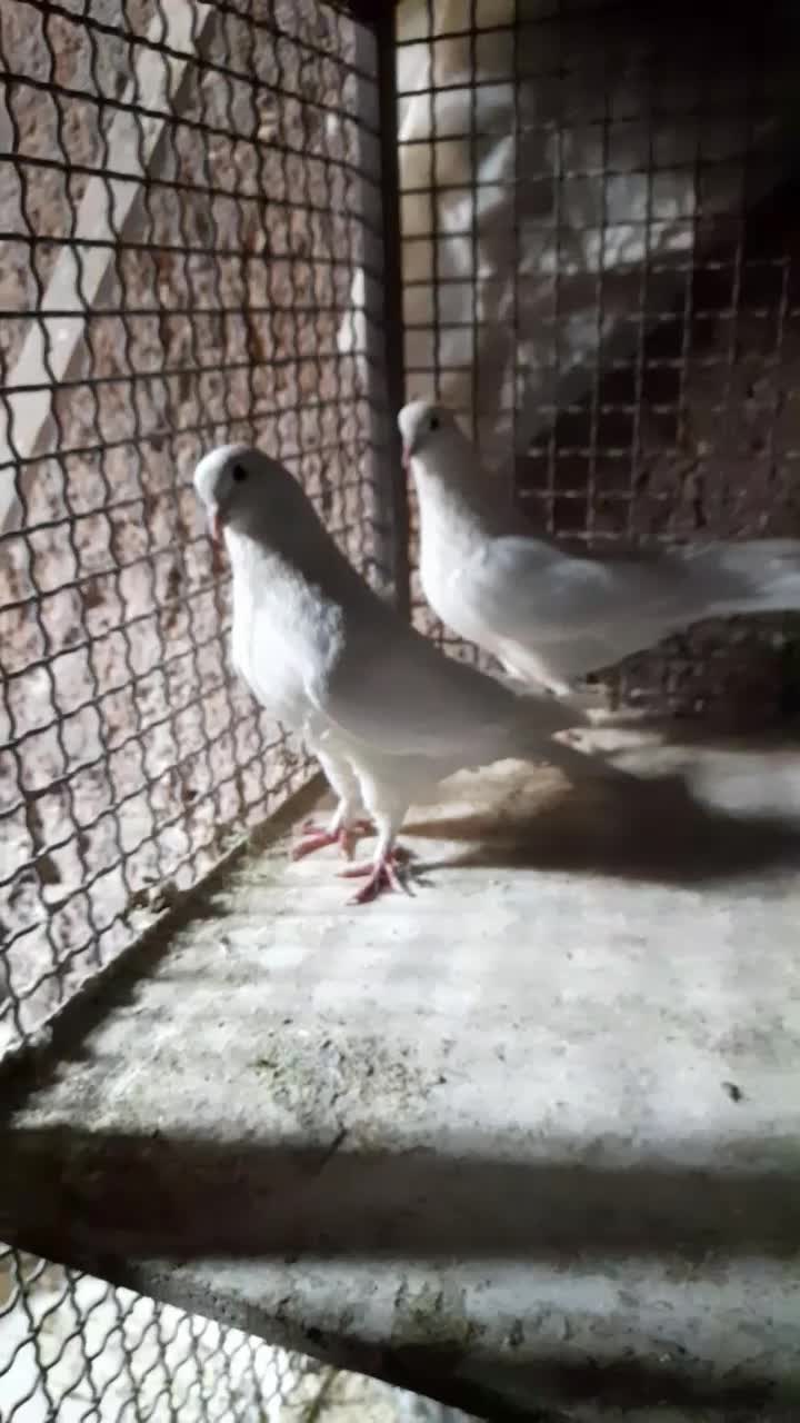 کفتر|پرنده|محلات, |دیوار