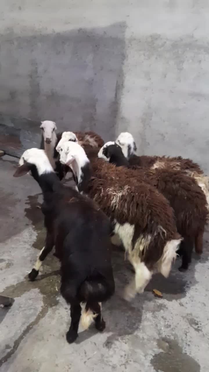 بره قوچهای پلنگی ،کله سفید|حیوانات مزرعه|بروجرد, |دیوار