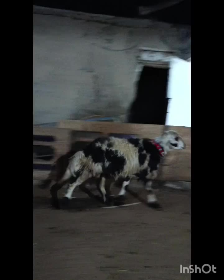 قوچ و بره|حیوانات مزرعه|بروجرد, |دیوار