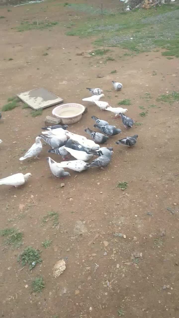 کفتر|پرنده|کوهسرخ, |دیوار