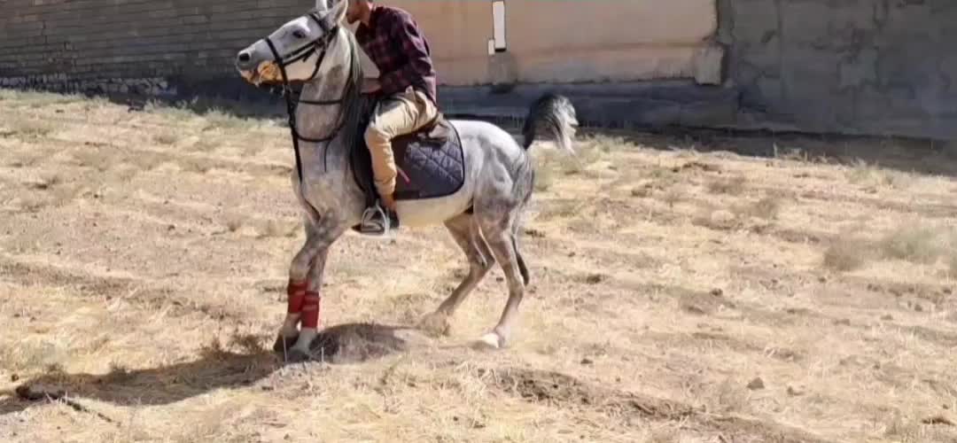 نریان ب شدت سواری دار و سردمگیر|اسب و تجهیزات اسب‌سواری|بیستون, |دیوار