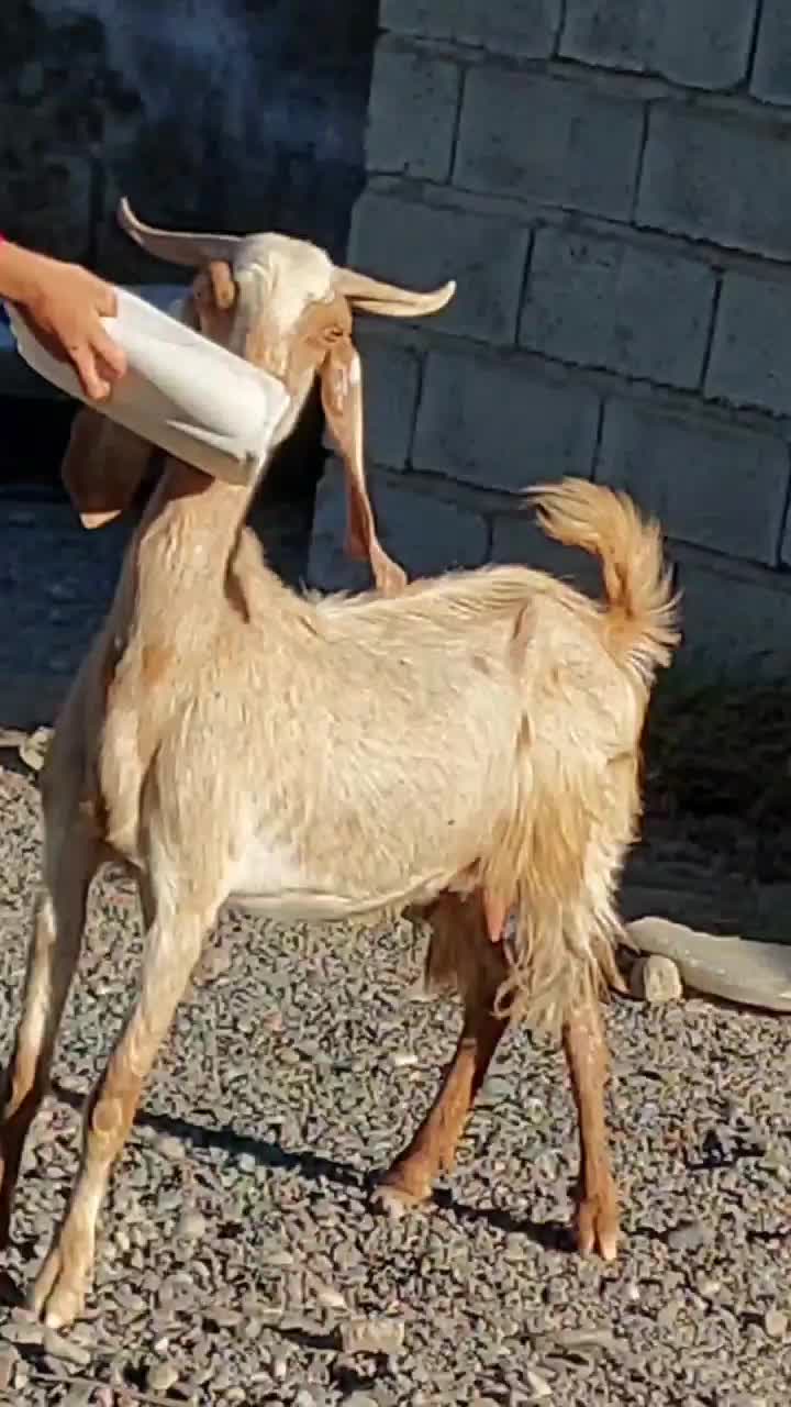 بز پاکستانی دوقلوزا با دو کهره نر ماده چراگی|حیوانات مزرعه|جیرفت, |دیوار