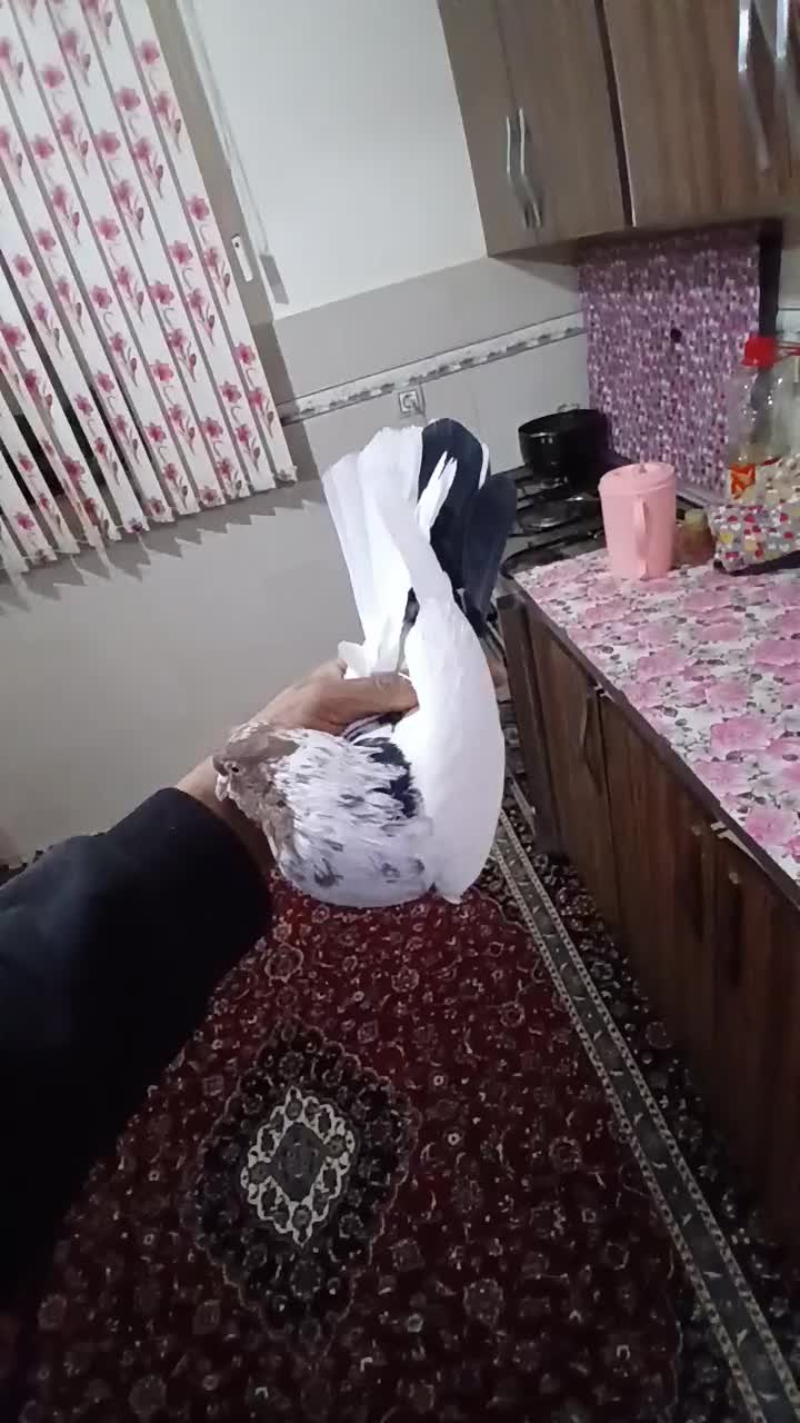 کبوتر پرشی|پرنده|ابهر, |دیوار