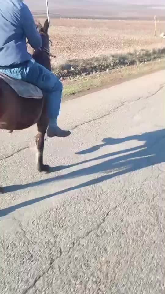 اسب‌|حیوانات مزرعه|گرمی, |دیوار