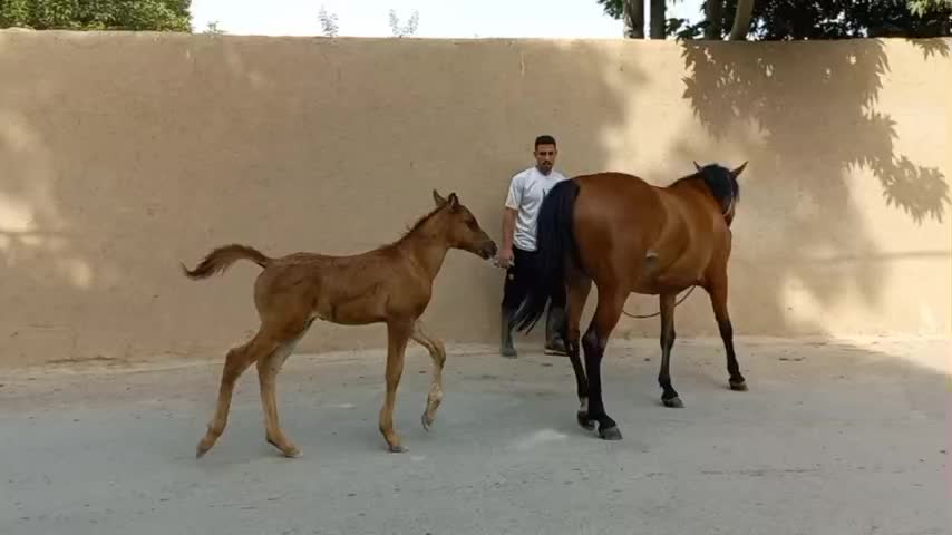 مادیون درجه یک دره شوری|اسب و تجهیزات اسبسواری|تهران, تهرانپارس غربی|دیوار