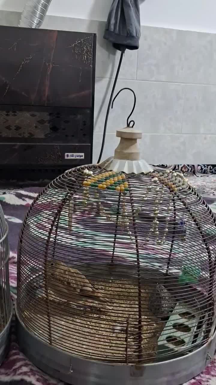 سهره قناری|پرنده|شیراز, شیخ علی چوپان|دیوار