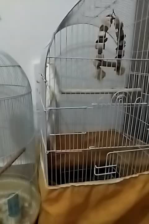 عروس هلندی زیبا یک جفت|پرنده|قم, شهر قائم|دیوار