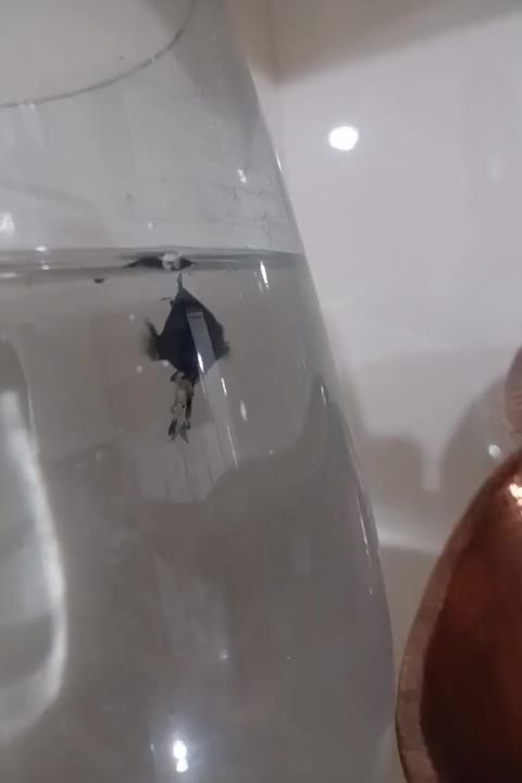 فایتر|ماهی|اسدآباد, |دیوار