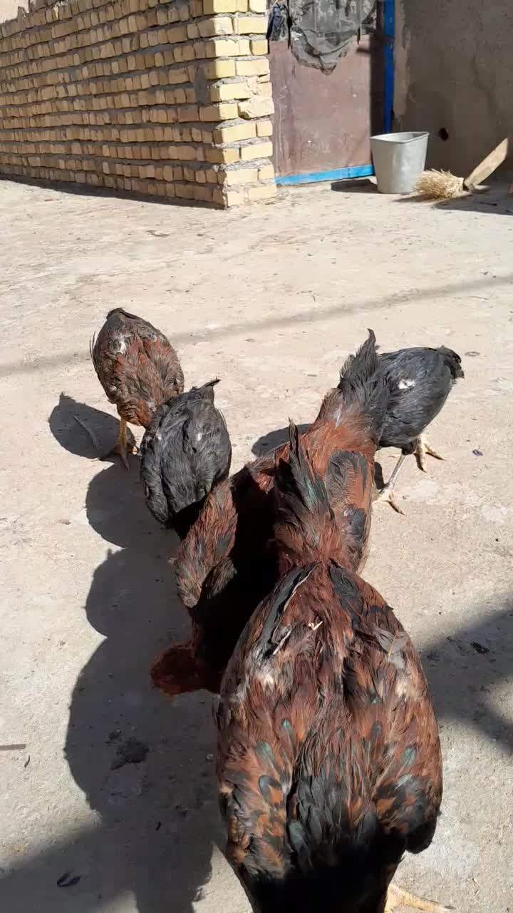 ۵ تا جوجه لاری ۴ ماهه|حیوانات مزرعه|تربتحیدریه, مورشک|دیوار