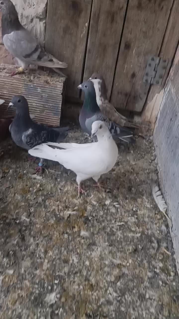 درهم گرفتی ،پولکی نیست|پرنده|جغتای, |دیوار