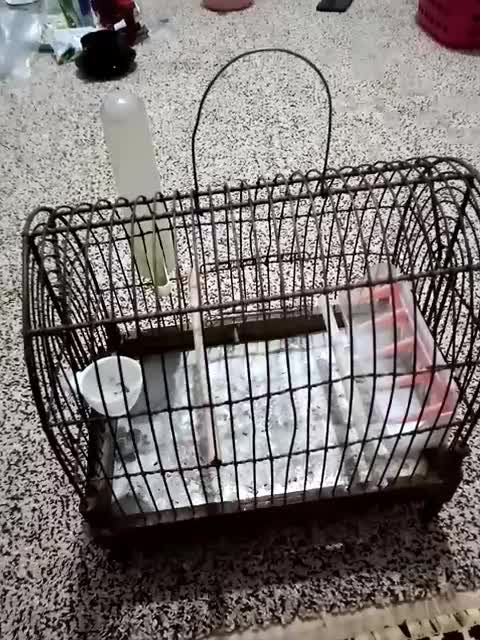 قفس سهره|لوازم جانبی حیوانات|اشتهارد, |دیوار