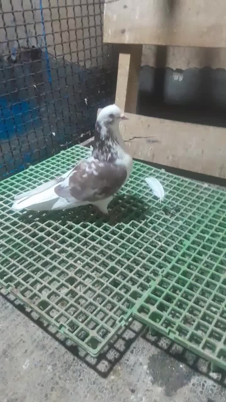 کفتر ساعت سنگین|پرنده|بومهن, |دیوار