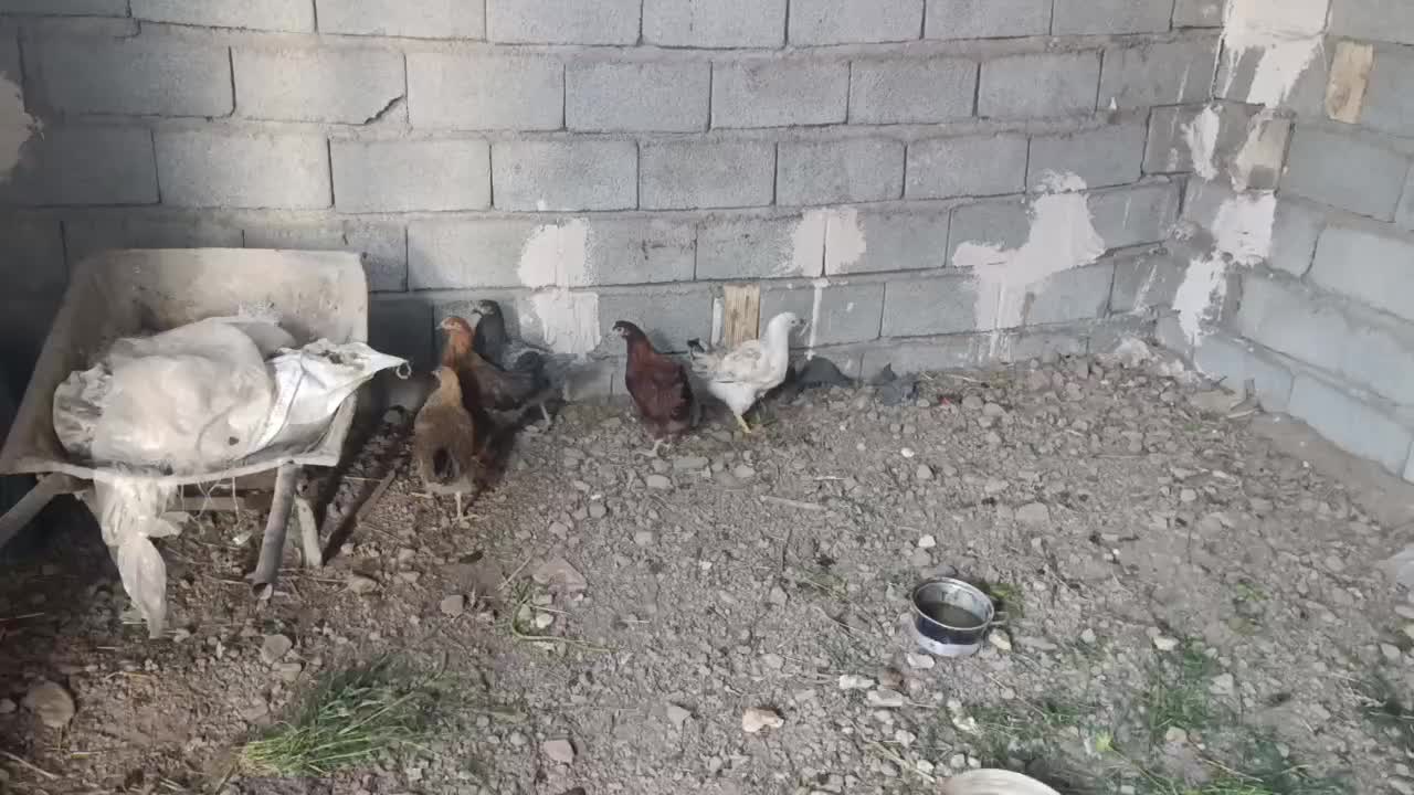 مرغ|حیوانات مزرعه|مرند, |دیوار
