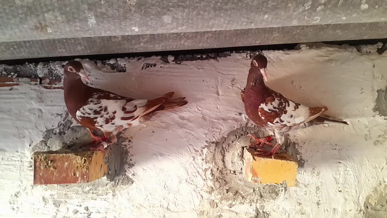 کبوتر کارل|پرنده|خان ببین, |دیوار