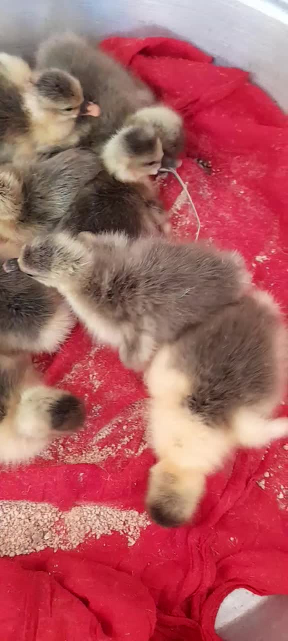 جوجه غاز|حیوانات مزرعه|سنگر, |دیوار