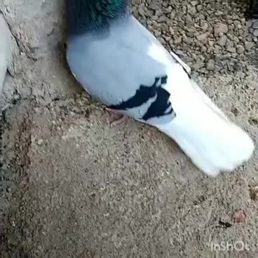 لیلک آبی|پرنده|شیراز, محمدیه|دیوار