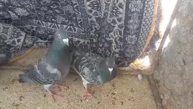 فروش|پرنده|کوه چنار, |دیوار