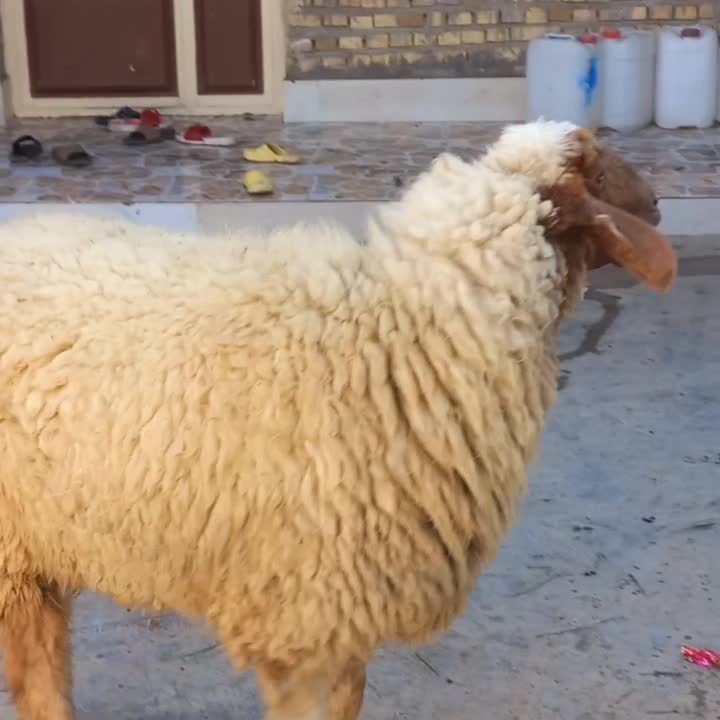 گوسفند|حیوانات مزرعه|اهواز, فتح|دیوار