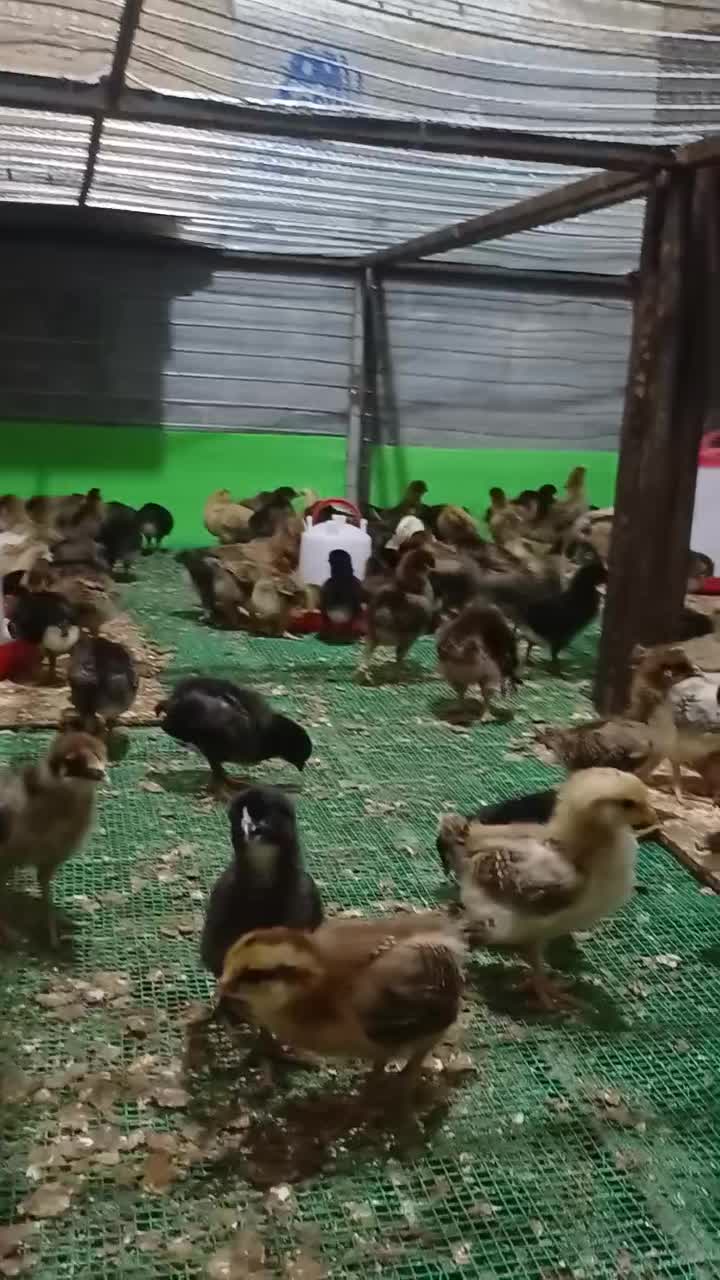 جوجه مرغ و خروس محلی گلپایگان|حیوانات مزرعه|پایین هولار, |دیوار