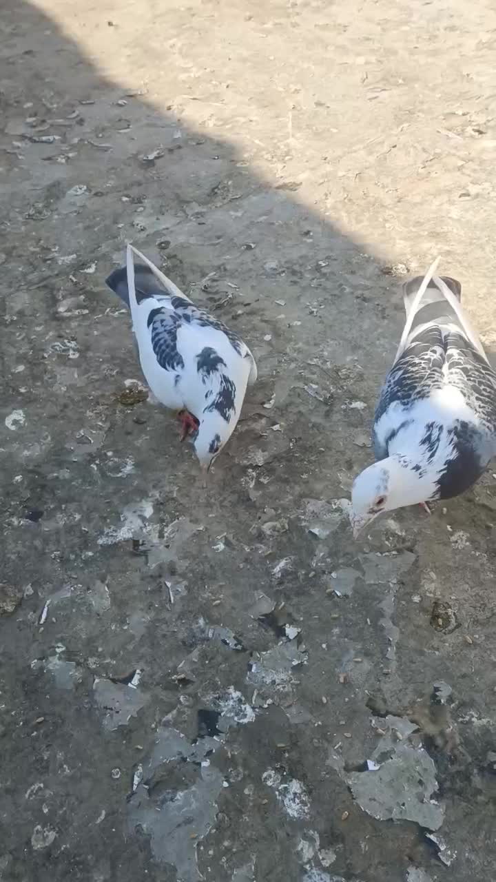 جفت ابلغ نرو ماده|پرنده|مینودشت, |دیوار