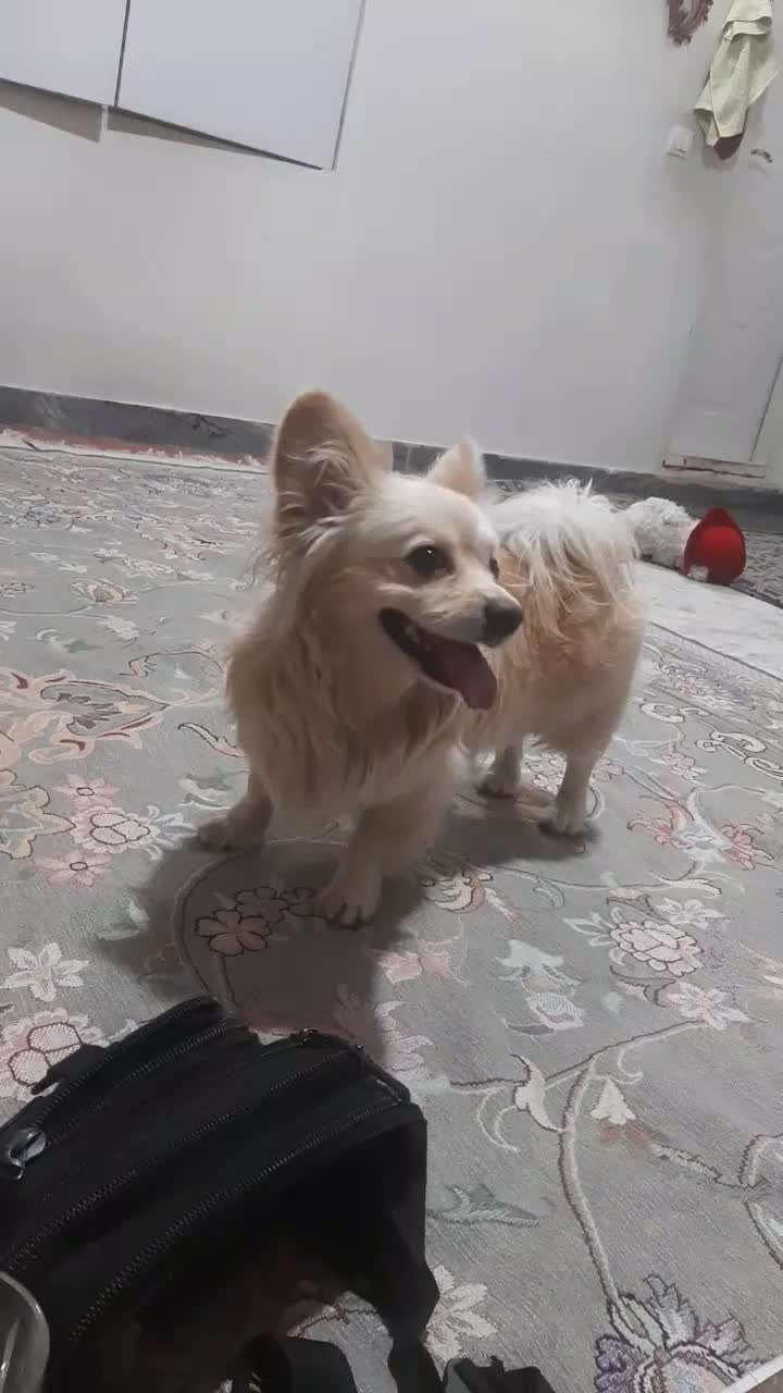 سک پامراین|سگ|تهران, جلیلی|دیوار