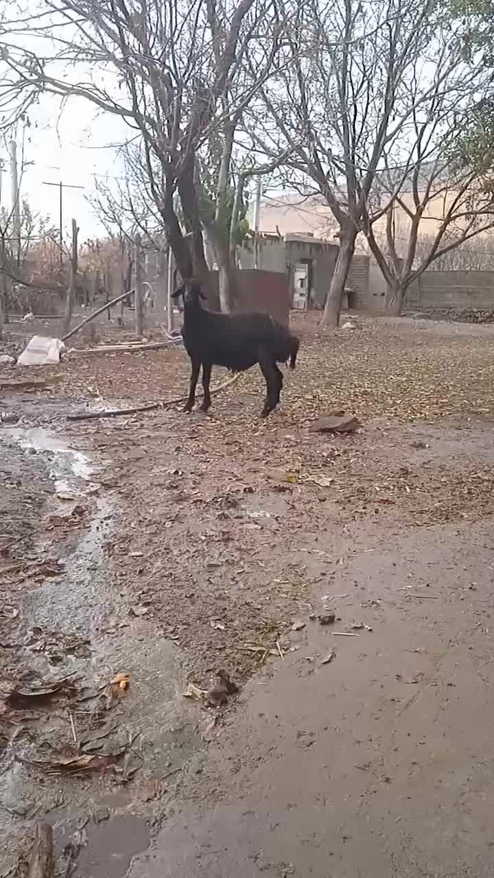 بره قوچ قره قزل|حیوانات مزرعه|قیدار, |دیوار