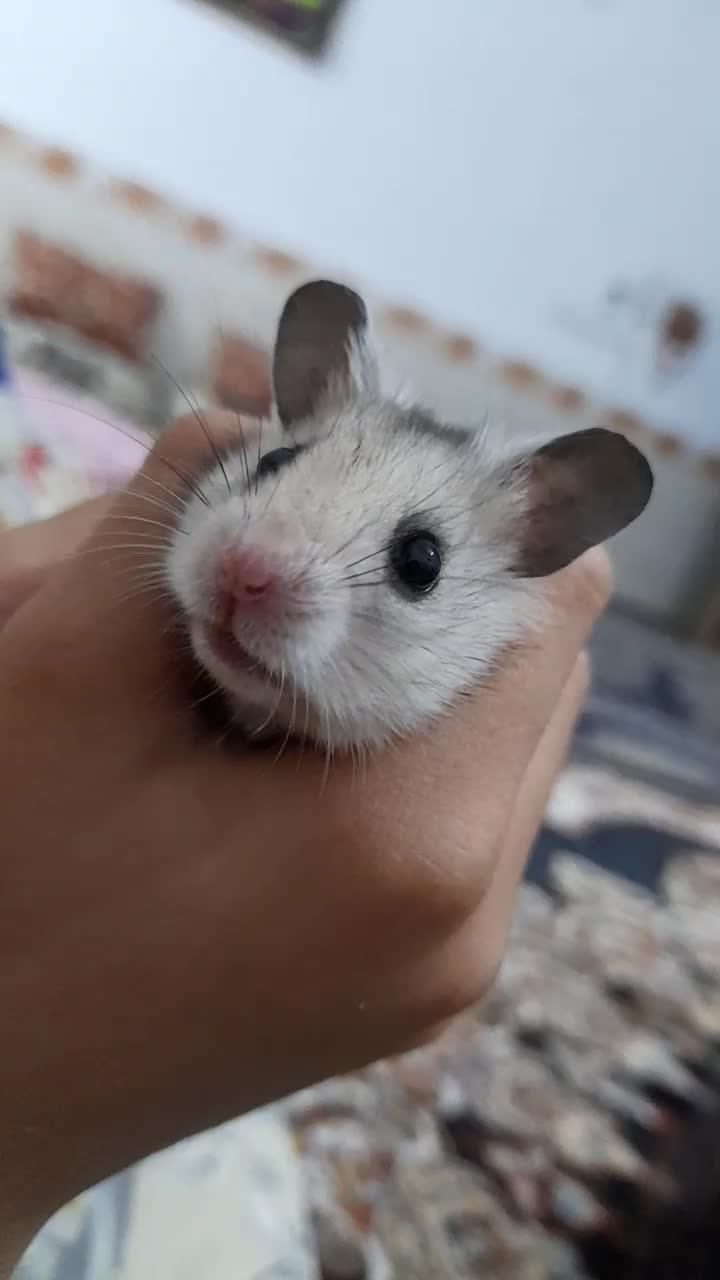 همستردستی|موش و خرگوش|چناران, |دیوار