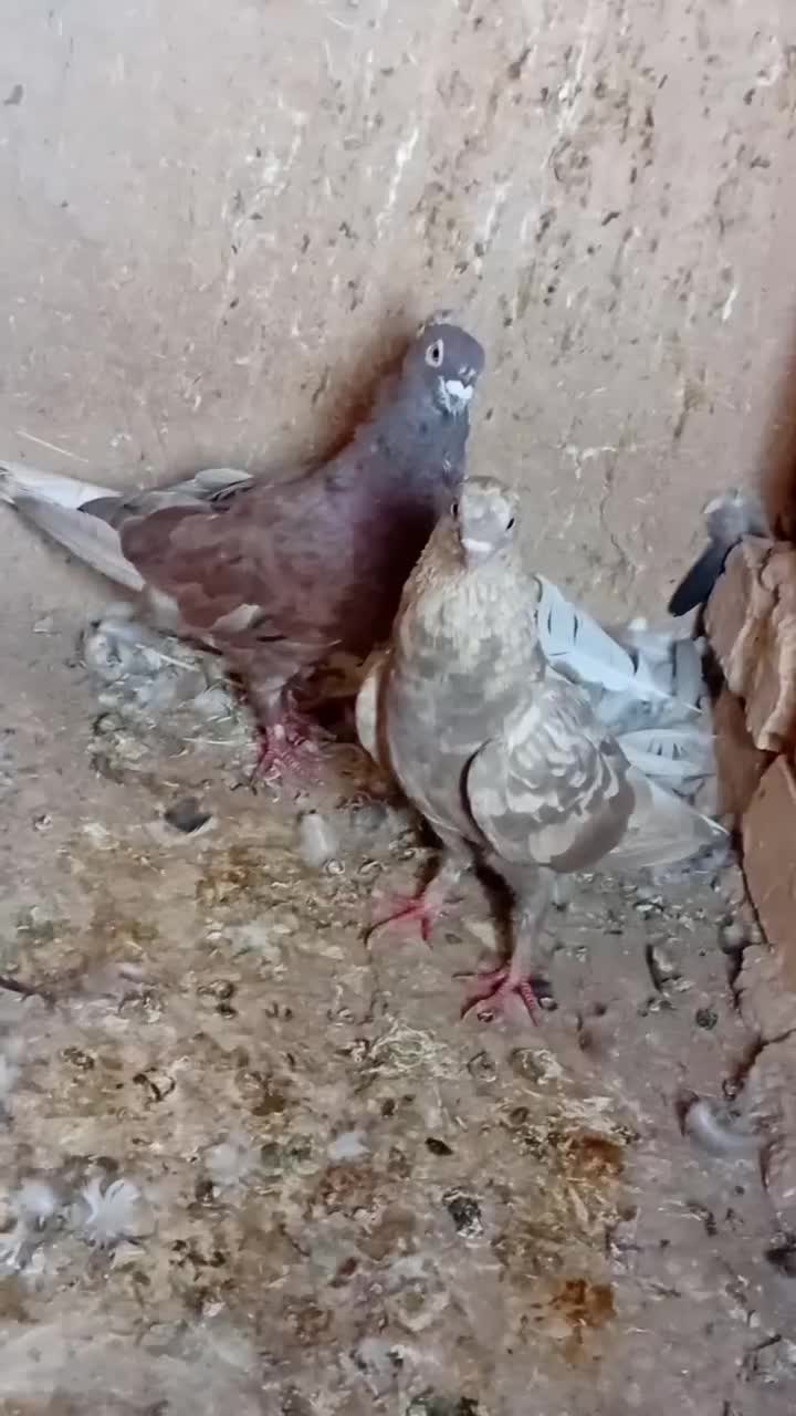 کبوتر|پرنده|رفسنجان, |دیوار
