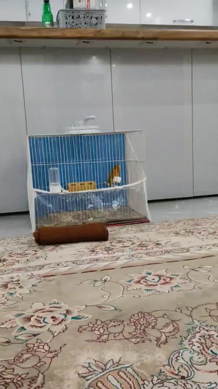 قناری|پرنده|مشهد, کارگران|دیوار