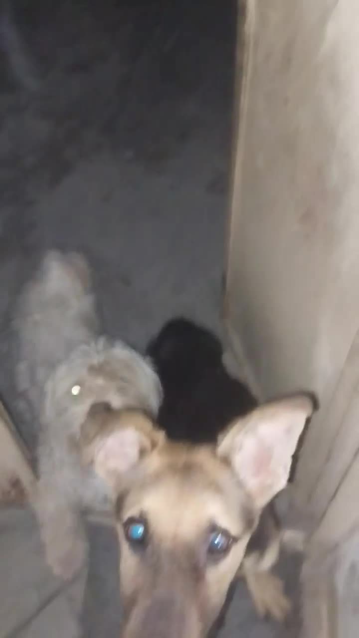 سگ جرمن|سگ|جیرفت, |دیوار