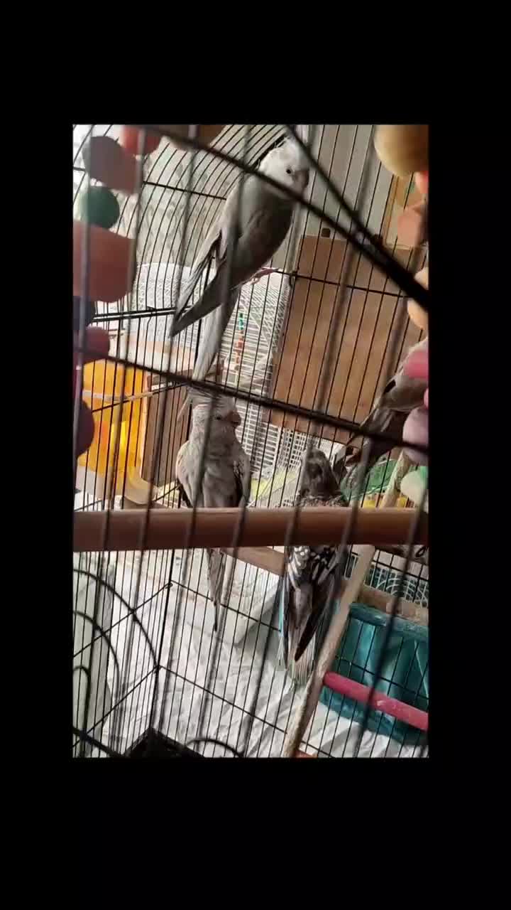 فروش طوطی نژاد ایزابلا و وایت فیس بهمراه دوتا جوجه|پرنده|لنگرود, |دیوار