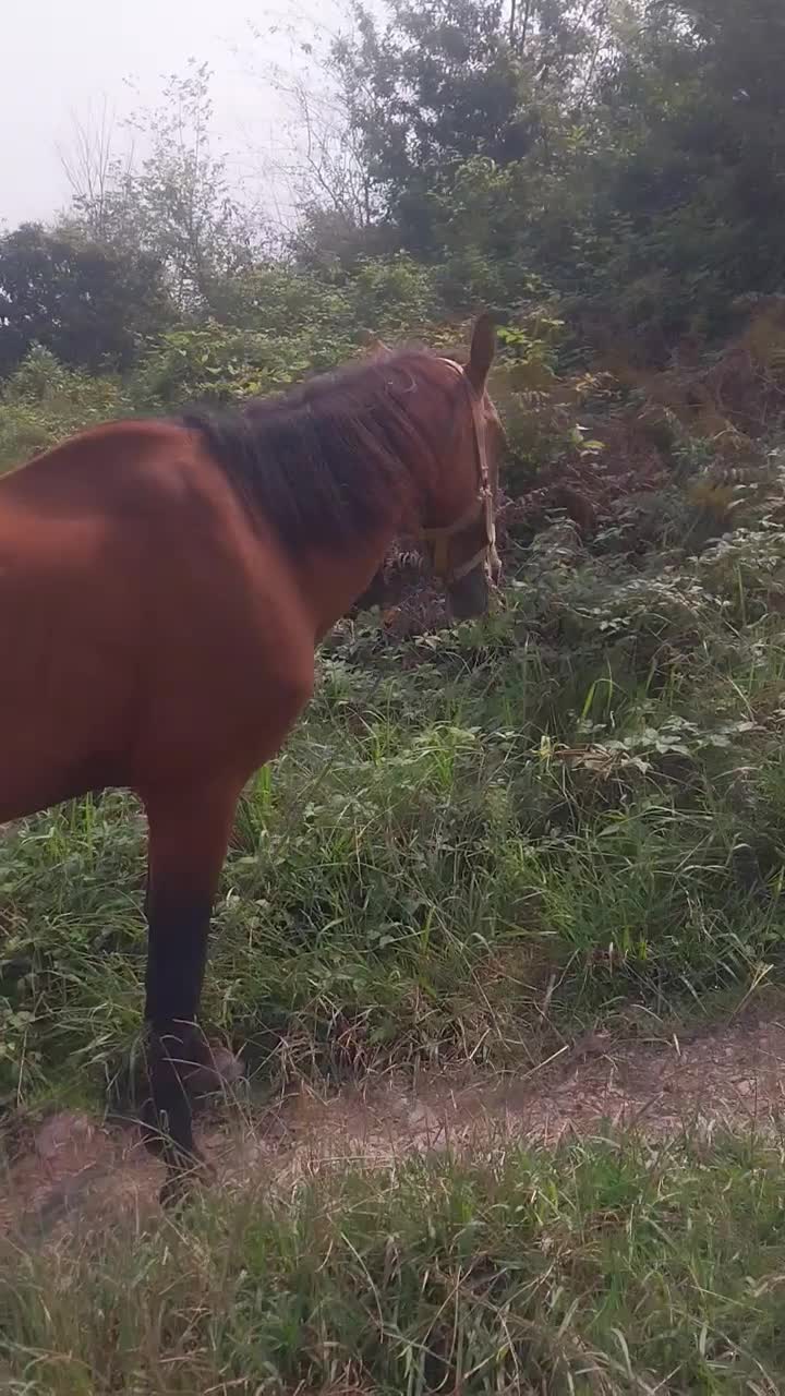 فروش اسب|اسب و تجهیزات اسبسواری|لنگرود, |دیوار