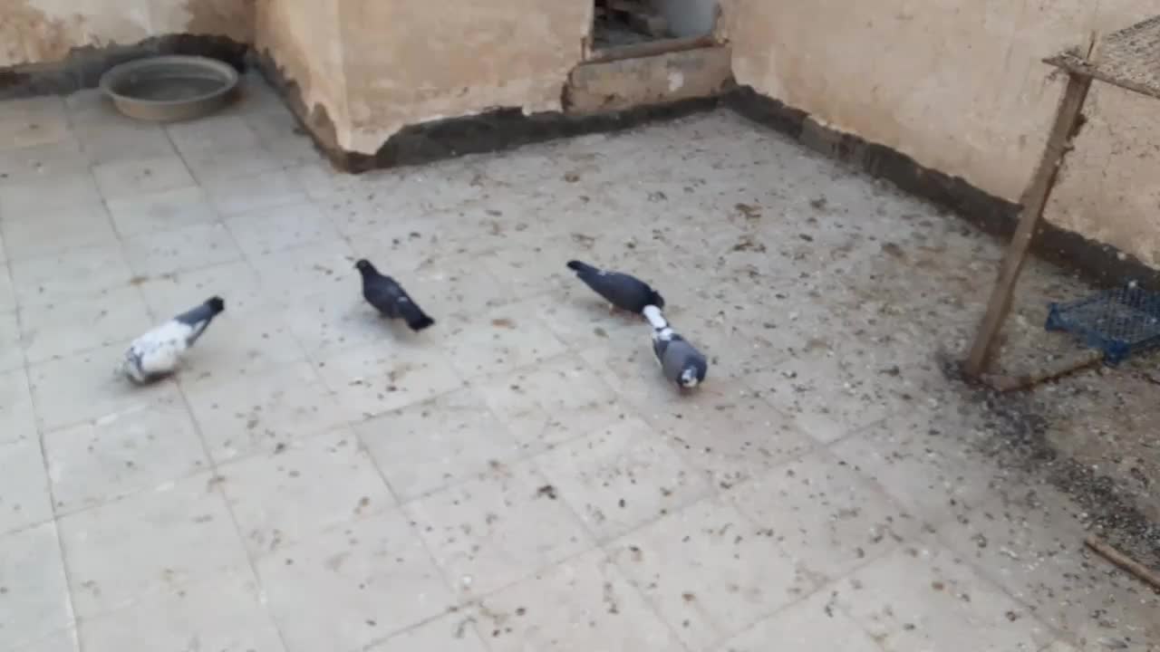 کبوتر|پرنده|قم, زنبیل آباد|دیوار