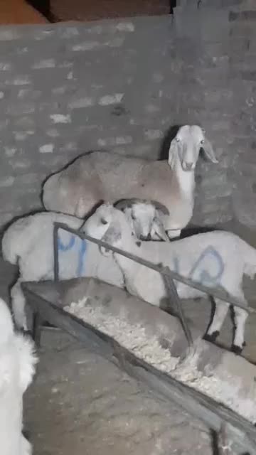 بره نربوری اصل بهترین نژاد وبره بلوچی شاخی|حیوانات مزرعه|زاهدان, |دیوار