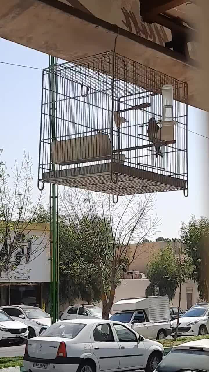 سهره قناری تازه صاف|پرنده|قرچک, شهرک گلها|دیوار