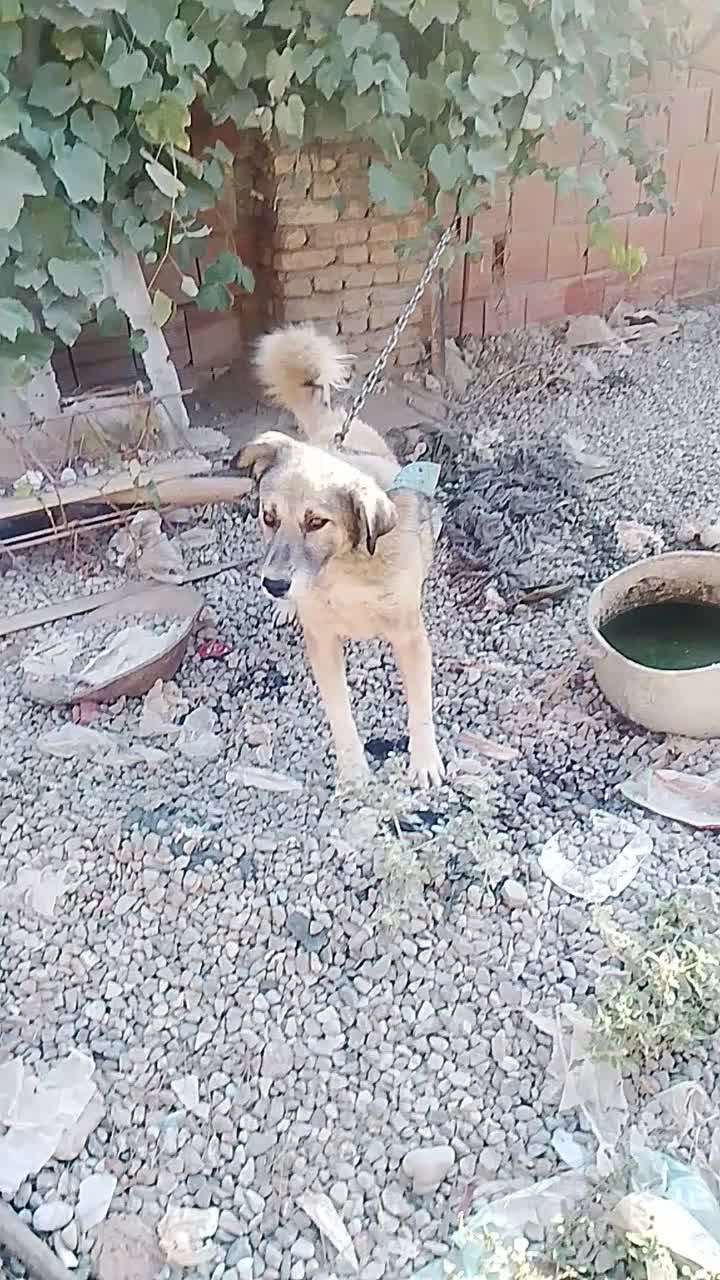 سگ نگهبان جلب|سگ|فاضل آباد, |دیوار