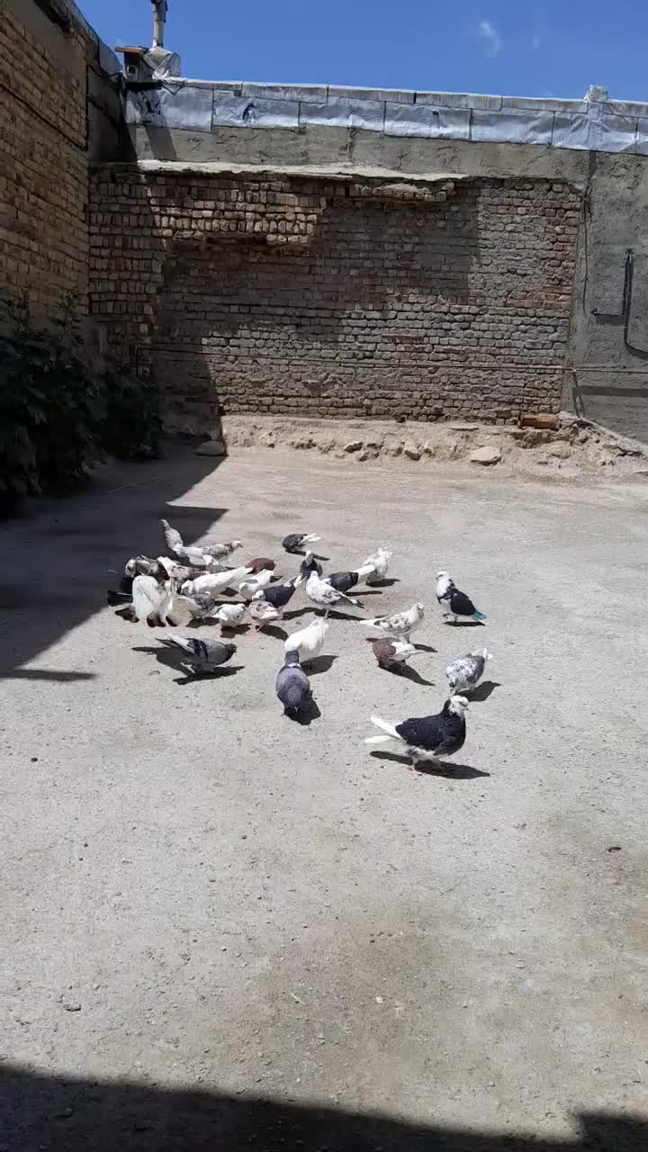 کبوتر|پرنده|نهاوند, |دیوار