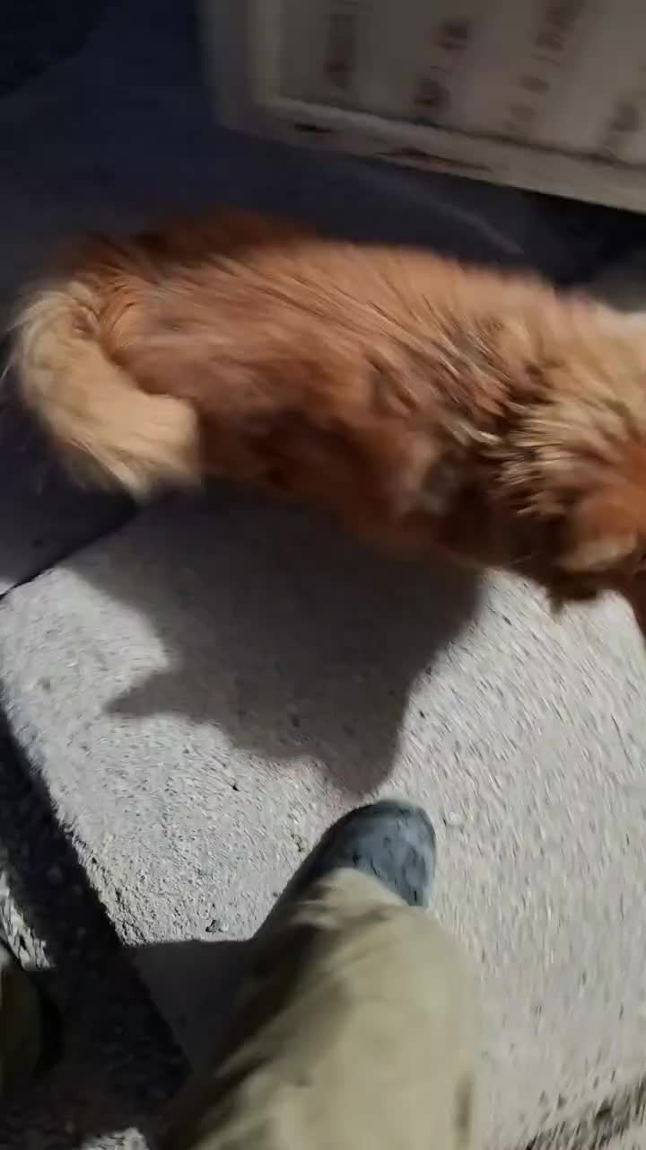 سگ پامرنین|سگ|باغ بهادران, |دیوار