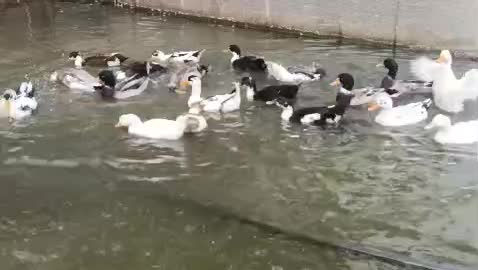 فروش غاز و اردک|حیوانات مزرعه|رشت, لاکان|دیوار