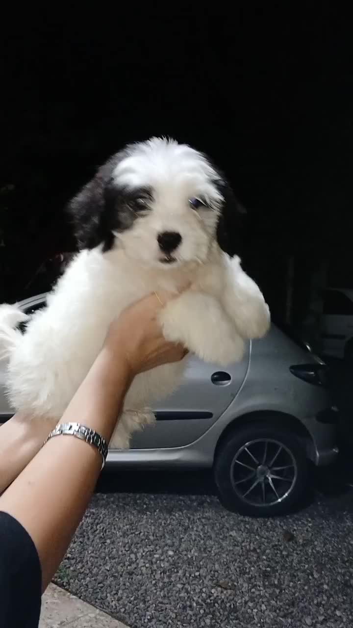 واگذاری سگ پشمالو ۲ عدد ق مت۵|سگ|کوچصفهان, |دیوار