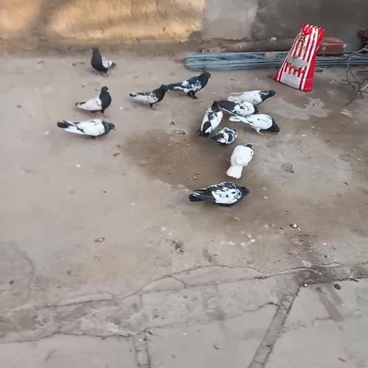 سینه ای یه سر شال|پرنده|شهرکرد, |دیوار