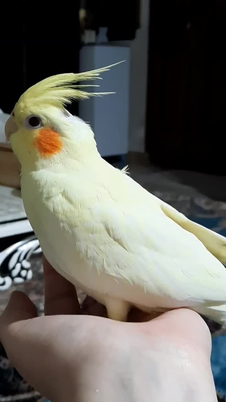 عروس چهار ماهه|پرنده|رشت, گلسار|دیوار